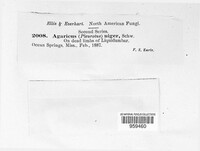 Agaricus fontanae image
